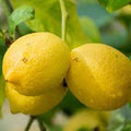 Fruit Seeds,Garden seeds, Seeds For Planting,Plant Seeds