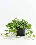 Fruit Seeds,Garden seeds, Seeds For Planting,Plant Seeds