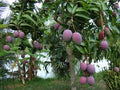 Fruit Seeds,Garden seeds, Seeds For Planting,Plant Seeds
