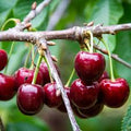 Fruit Seeds,Garden seeds, Seeds For Planting,Plant Seeds