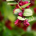 Fruit Seeds,Garden seeds, Seeds For Planting,Plant Seeds