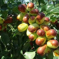 Fruit Seeds,Garden seeds, Seeds For Planting,Plant Seeds