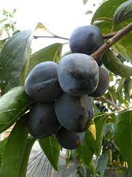 Fruit Seeds,Garden seeds, Seeds For Planting,Plant Seeds
