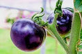 Vegetable Seeds,Garden seeds, Seeds For Planting,Plant Seeds