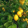 Fruit Seeds,Garden seeds, Seeds For Planting,Plant Seeds