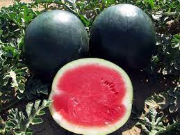 Fruit Seeds,Garden seeds, Seeds For Planting,Plant Seeds