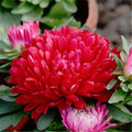 Flower Seeds, Seeds,Seeds For Planting,Plant Seeds