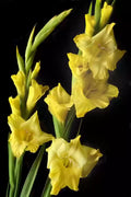 Flower Seeds, Seeds,Seeds For Planting,Plant Seeds