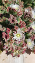 Iceplant Mesembryanthemum Crystallinum Seeds for Planting – Heirloom Non-GMO Succulent Organic Garden Seeds with High Germination