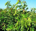 Vegetable Seeds,Garden seeds, Seeds For Planting,Plant Seeds