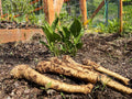 Russian Horseradish Seeds for Planting – Heirloom Non‑GMO High Germination Organic Garden Seeds, Hardy Root Vegetable