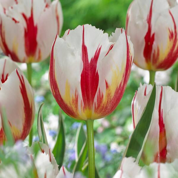 White Red Tulip Flower Seeds – Heirloom, Non-GMO, High Germination Organic Garden Seeds for Planting