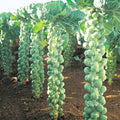 Brussels Sprouts Cabbage Seeds for Planting – Heirloom, Non-GMO, Nutritious Vegetable – High Germination