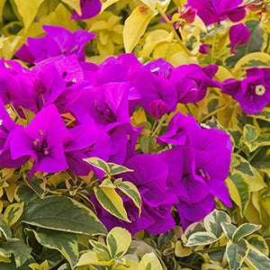 Dark Yellow Violet Bougainvillea Flower Seeds for Planting – Heirloom, –  Earthechoseeds