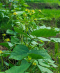 Vegetable Seeds,Garden seeds, Seeds For Planting,Plant Seeds