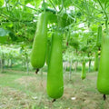 Gourd Seeds – Heirloom Non-GMO Edible and Decorative Vegetable Garden Seeds for Planting