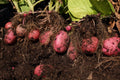 Red Potato Seeds for Planting – Heirloom, Non-GMO, High-Yield Root Vegetable – High Germination