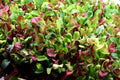 Indoor Lettuce Mix Seeds for Planting – Heirloom, Non-GMO, Leafy Vegetable for Containers – High Germination