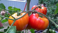 Rainbow Giant Beefsteak Tomato Seeds – Heirloom Non-GMO Colorful Juicy Vegetable Seeds for Planting, Organic Garden Seeds