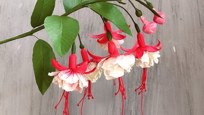 Double Petals Fuchsia Seeds for Planting White – Heirloom, Non-GMO, High Germination Organic Garden Seeds