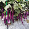 Millionaire Purple Eggplant Seeds for Planting – Heirloom Non‑GMO High Germination Organic Garden Seeds