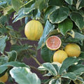 Fruit Seeds,Garden seeds, Seeds For Planting,Plant Seeds