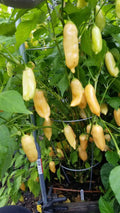 Sugar Rush Peach Pepper Seeds for Planting – Heirloom, Non-GMO, Sweet Hot Chili – High Germination