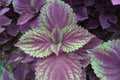 Herb Seeds,Garden seeds, Seeds For Planting,Plant Seeds