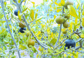 Fruit Seeds,Garden seeds, Seeds For Planting,Plant Seeds