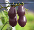 Vegetable Seeds,Garden seeds, Seeds For Planting,Plant Seeds