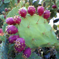 Fruit Seeds,Garden seeds, Seeds For Planting,Plant Seeds