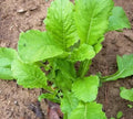 Seventop Turnip Seeds for Planting – Heirloom, Non-GMO Vegetable Seeds