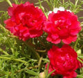 Flower Seeds, Seeds,Seeds For Planting,Plant Seeds
