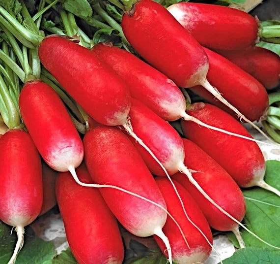 Radish Mila Seeds for Planting – Heirloom & Non-GMO, High Germination –  Earthechoseeds