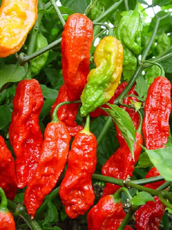 Bhut Jolokia Seeds for Planting – Heirloom Non-GMO Extremely Hot Pepper Seeds with High Germination for Organic Gardens