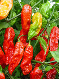 Bhut Jolokia Seeds for Planting – Heirloom Non-GMO Extremely Hot Pepper Seeds with High Germination for Organic Gardens