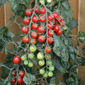 Rapunzel Tomato Seeds for Planting – Heirloom, Non-GMO, Sweet Cherry Vegetable – High Germination