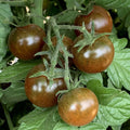 Vegetable Seeds,Garden seeds, Seeds For Planting,Plant Seeds