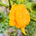 Vegetable Seeds,Garden seeds, Seeds For Planting,Plant Seeds