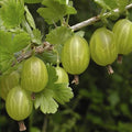 Fruit Seeds,Garden seeds, Seeds For Planting,Plant Seeds