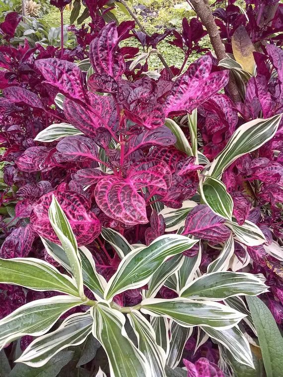 Flower Seeds, Seeds,Seeds For Planting,Plant Seeds