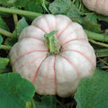 Vegetable Seeds,Garden seeds, Seeds For Planting,Plant Seeds