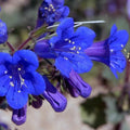 Flower Seeds, Seeds,Seeds For Planting,Plant Seeds