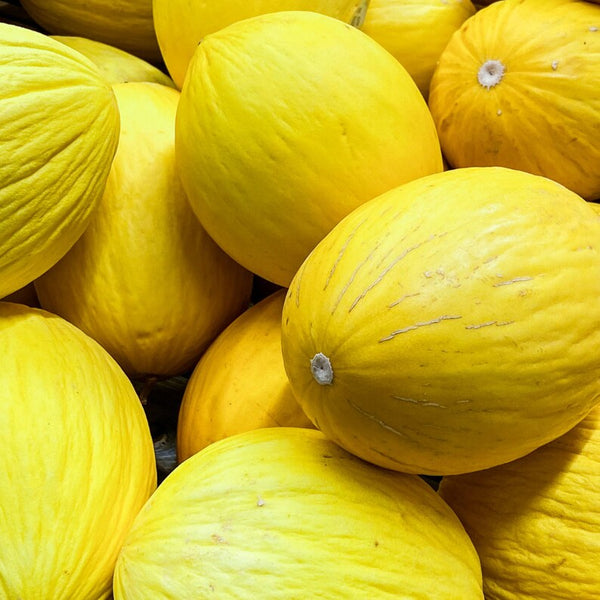 Yellow Canary Melon fruit seeds for planting – Heirloom & Non-GMO garden seeds for sweet refreshing harvest