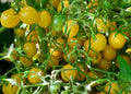 Vegetable Seeds,Garden seeds, Seeds For Planting,Plant Seeds