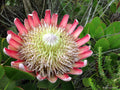 Flower Seeds, Seeds,Seeds For Planting,Plant Seeds