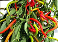 Vegetable Seeds,Garden seeds, Seeds For Planting,Plant Seeds