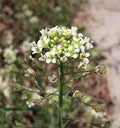 Green Shepherd's Purse Seeds for Planting – Heirloom & Non-GMO Herb Seeds for Medicinal Garden Edges