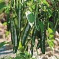 Big Jim Chilli Vegetable Seeds for Planting – Heirloom, Non-GMO, Organic Garden Seeds – High Germination, Smoky Hot Flavor