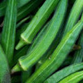 Vegetable Seeds,Garden seeds, Seeds For Planting,Plant Seeds